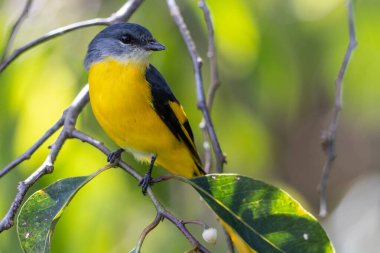 Gri çeneli mini veteriner bir dala tünemiş canlı tüylerini sergiliyor.
