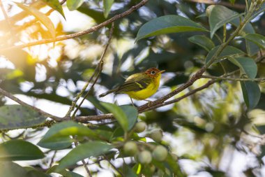 Sarı göğüslü ötleğen bir dala tünediği sırada canlı tüylerini gösteriyor