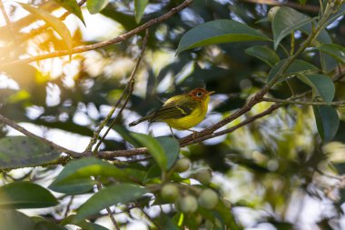 Sarı göğüslü ötleğen bir dala tünediği sırada canlı tüylerini gösteriyor