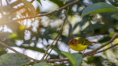 Sarı göğüslü ötleğen bir dala tünediği sırada canlı tüylerini gösteriyor