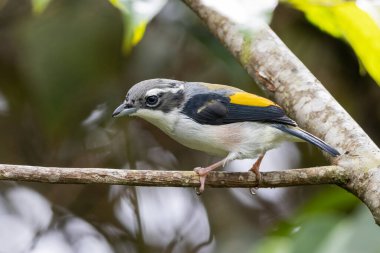 Beyaz kaşlı Shrike-geveze dalda tünemiş tüylerini sergiliyor.