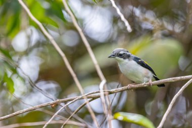 Beyaz kaşlı Shrike-geveze dalda tünemiş tüylerini sergiliyor.