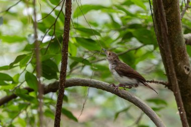 Beyaz göğüslü geveze Mangrov ormanında suyun üzerinde tünemiş, Asya 'da kuşları izliyor.