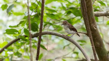 Beyaz göğüslü geveze Mangrov ormanında suyun üzerinde tünemiş, Asya 'da kuşları izliyor.