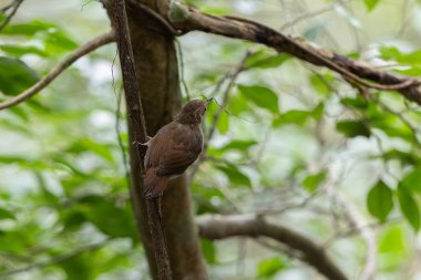 Beyaz göğüslü geveze Mangrov ormanında suyun üzerinde tünemiş, Asya 'da kuşları izliyor.