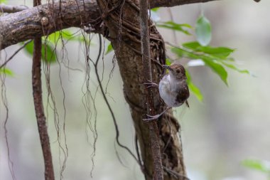 Beyaz göğüslü geveze Mangrov ormanında suyun üzerinde tünemiş, Asya 'da kuşları izliyor.