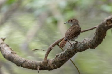 Beyaz göğüslü geveze Mangrov ormanında suyun üzerinde tünemiş, Asya 'da kuşları izliyor.