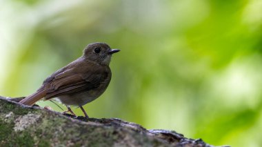 Tüyleri çizgili küçük kahverengi kuş, yemyeşil bir yağmur ormanında dikenli bir dala tünemiş.