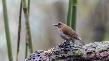 Kaşlı orman sinekkapanı dalda tünemiş tüylerini sergiliyor.