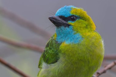 Altın peçeteli barbet, canlı tüylerini bir dala tünemiş halde sergiler.