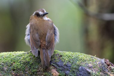 Kaşlı orman sinekkapanı dalda tünemiş tüylerini sergiliyor.