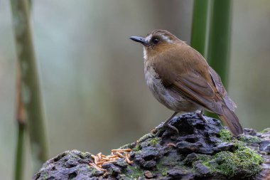 Kaşlı orman sinekkapanı dalda tünemiş tüylerini sergiliyor.