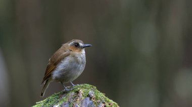 Kaşlı orman sinekkapanı dalda tünemiş tüylerini sergiliyor.