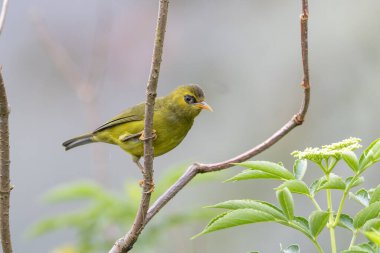 Bir dalın üzerine tünemiş canlı tüylerini gösteren siyah göz.