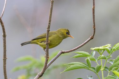 Bir dalın üzerine tünemiş canlı tüylerini gösteren siyah göz.