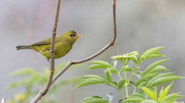 Bir dalın üzerine tünemiş canlı tüylerini gösteren siyah göz.
