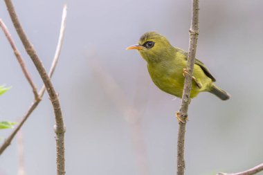 Bir dalın üzerine tünemiş canlı tüylerini gösteren siyah göz.