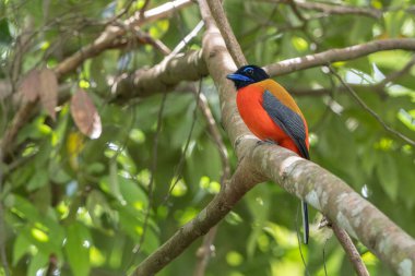 Ağaç dallarına tüneyen Scarlet-rumped trogon 'un (Harpactes duvaucelii) doğa görüntüsü