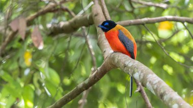 Ağaç dallarına tüneyen Scarlet-rumped trogon 'un (Harpactes duvaucelii) doğa görüntüsü