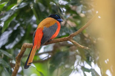 Ağaç dallarına tüneyen Scarlet-rumped trogon 'un (Harpactes duvaucelii) doğa görüntüsü