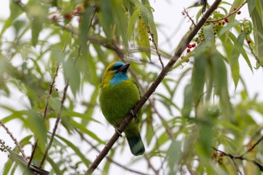 Altın peçeteli barbet, canlı tüylerini bir dala tünemiş halde sergiler.