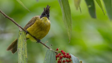 Bornean Bulbul 'un doğa kuş türü ağaç dalına tünemiş.