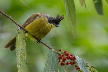 Bornean Bulbul 'un doğa kuş türü ağaç dalına tünemiş.