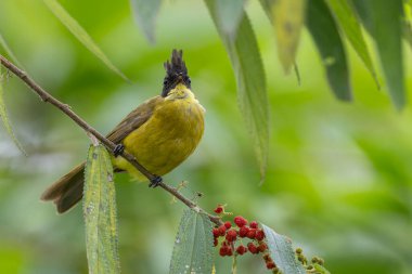 Bornean Bulbul 'un doğa kuş türü ağaç dalına tünemiş.
