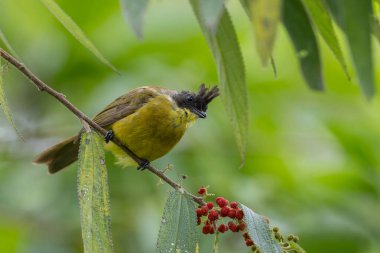 Bornean Bulbul 'un doğa kuş türü ağaç dalına tünemiş.