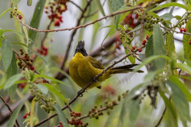 Bornean Bulbul 'un doğa kuş türü ağaç dalına tünemiş.