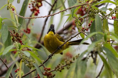 Bornean Bulbul 'un doğa kuş türü ağaç dalına tünemiş.