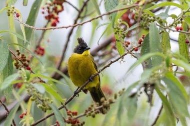 Bornean Bulbul 'un doğa kuş türü ağaç dalına tünemiş.