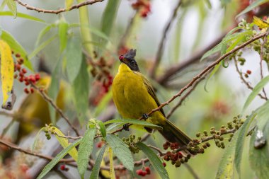 Bornean Bulbul 'un doğa kuş türü ağaç dalına tünemiş.