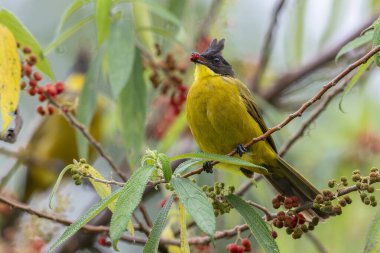 Bornean Bulbul 'un doğa kuş türü ağaç dalına tünemiş.