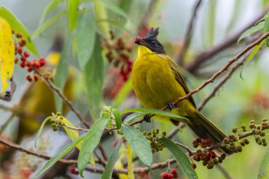 Bornean Bulbul 'un doğa kuş türü ağaç dalına tünemiş.