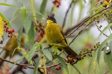 Bornean Bulbul 'un doğa kuş türü ağaç dalına tünemiş.