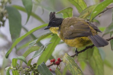 Bornean Bulbul 'un doğa kuş türü ağaç dalına tünemiş.
