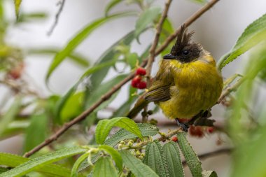 Bornean Bulbul 'un doğa kuş türü ağaç dalına tünemiş.