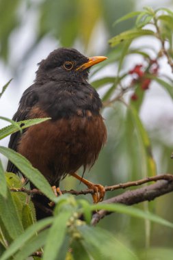 Bornean Adası ardıç kuşu bir dala tünediği sırada canlı tüylerini sergiliyor