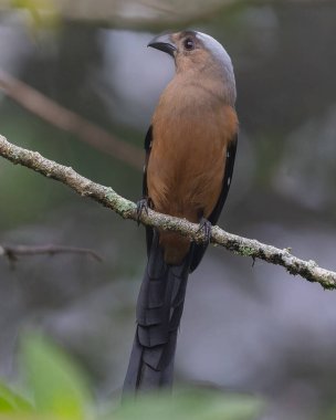 Borneo Adası 'na özgü olarak bilinen Bornean Treepie (Dendrocitta Cinerascen) adlı güzel bir kuşun doğa görüntüsü.