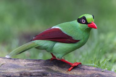 Borneo 'nun Yeşil Saksağan olarak bilinen yeşil kuşlarının doğa görüntüsü