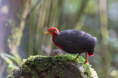 Crimson-headed partridge on deep jungle rainforest, It is endemic to the island of Borneo