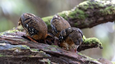 Nature wildlife of bird red-breasted partridge also known as the Bornean hill-partridge It is endemic to hill and montane forest in Borneo
