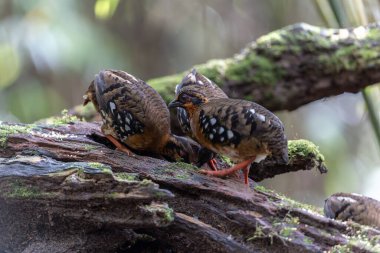 Nature wildlife of bird red-breasted partridge also known as the Bornean hill-partridge It is endemic to hill and montane forest in Borneo