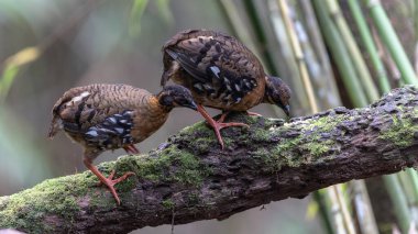 Nature wildlife of bird red-breasted partridge also known as the Bornean hill-partridge It is endemic to hill and montane forest in Borneo