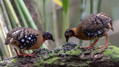 Nature wildlife of bird red-breasted partridge also known as the Bornean hill-partridge It is endemic to hill and montane forest in Borneo