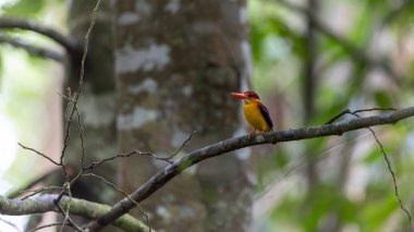 Rufous 'un vahşi yaşam görüntüsü Kingfisher' ın dalına tünemişti.