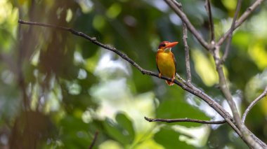 Rufous 'un vahşi yaşam görüntüsü Kingfisher' ın dalına tünemişti.