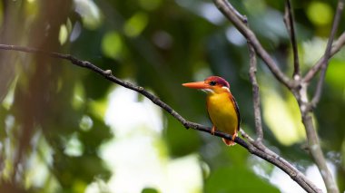 Rufous 'un vahşi yaşam görüntüsü Kingfisher' ın dalına tünemişti.