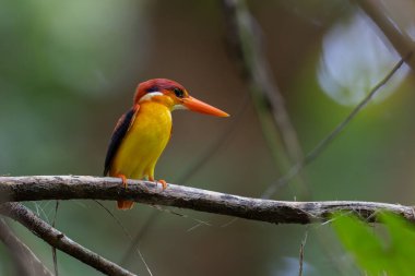 Rufous 'un vahşi yaşam görüntüsü Kingfisher' ın dalına tünemişti.